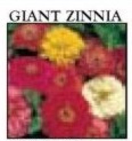 ZINNIA SEED PACKET