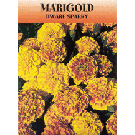 MARIGOLD SEED PACKET